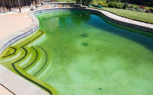 泳池绿藻泛池